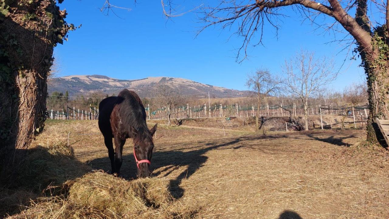 La Caneveta Al Piave Valdobbiadene Kültér fotó